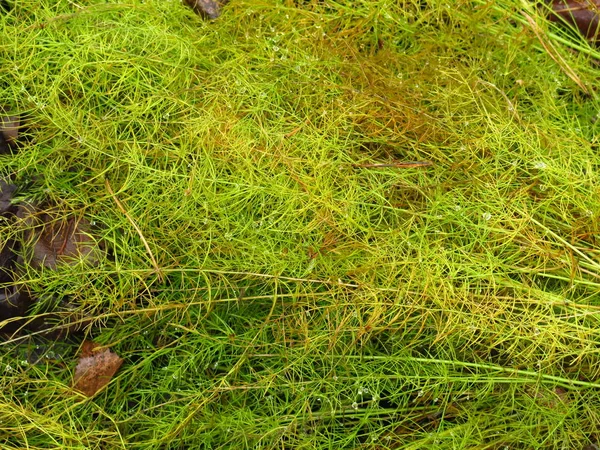 Cortar Hierba Esponjosa Verde Brillante Hojas Otoño — Foto de Stock