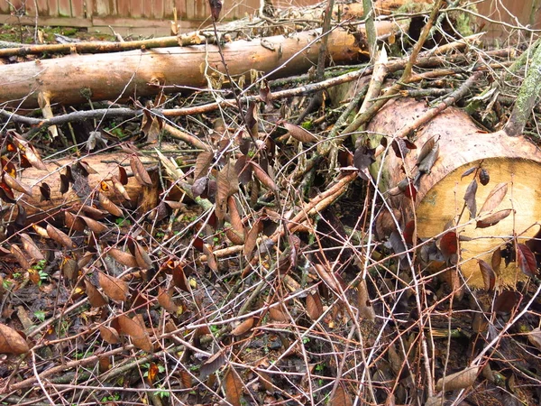 Tagliare Rami Umidi Tronchi Autunno — Foto Stock