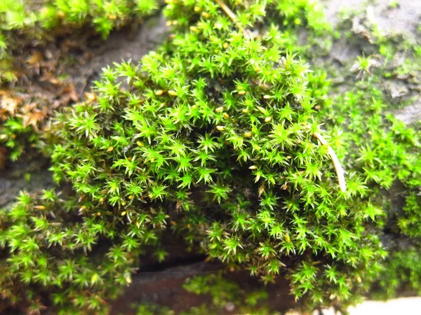 Bright Green Autumn Moss Tree Trunk — Stock Photo, Image