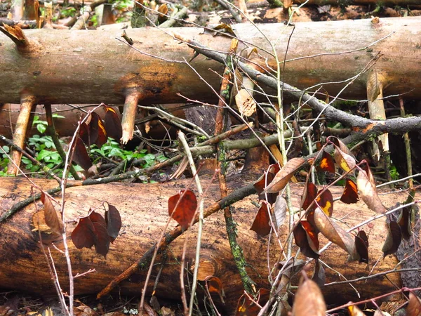 Cut Wet Branches Logs Autumn — Stock Photo, Image