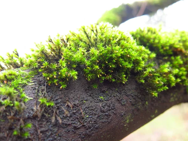 Muschio Verde Brillante Autunno Tronco Albero — Foto Stock