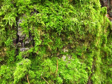 Ağaçta kabarık yeşil, kalın yosun var.