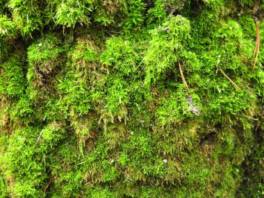 Ağaçta kabarık yeşil, kalın yosun var.