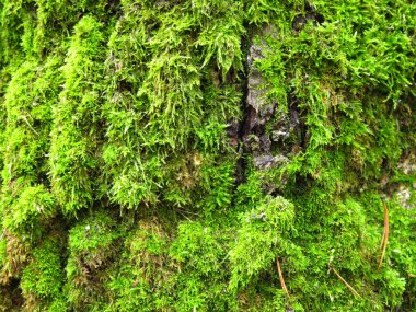 Ağaçta kabarık yeşil, kalın yosun var.