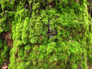 Ağaçta kabarık yeşil, kalın yosun var.