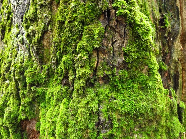 Ağaçta Kabarık Yeşil Kalın Yosun Var — Stok fotoğraf