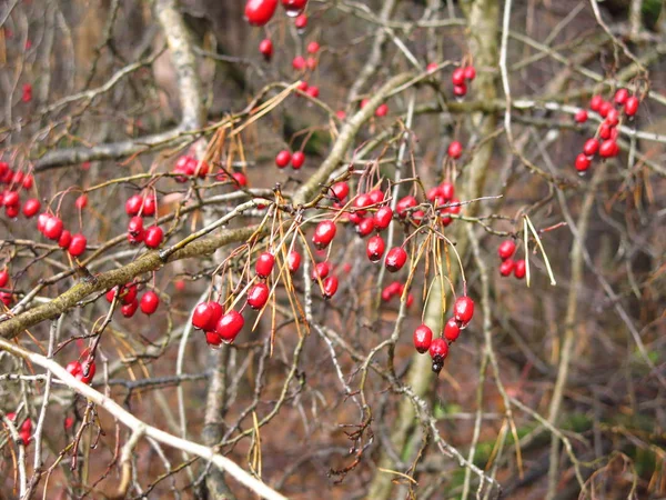 Red Hawthorn Berries Bare Autumn Branches — Stock Photo, Image