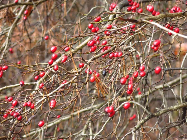 裸の秋の枝に赤いサンザシの果実 — ストック写真
