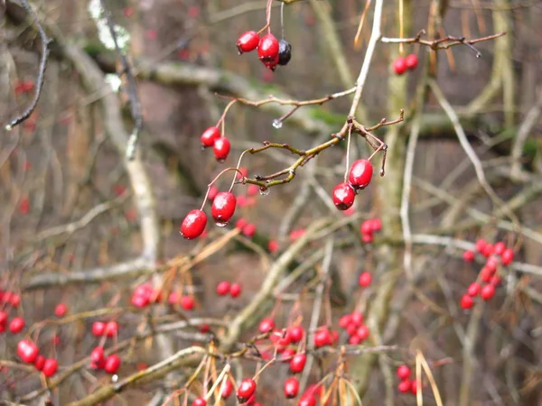 Baies Aubépine Rouge Sur Les Branches Automne Nues — Photo