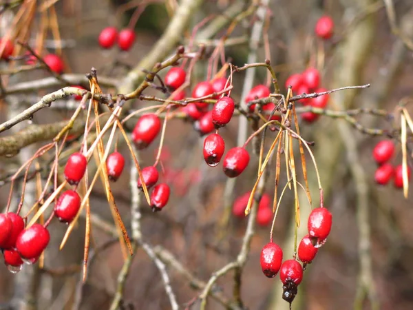 Baies Aubépine Rouge Sur Les Branches Automne Nues — Photo