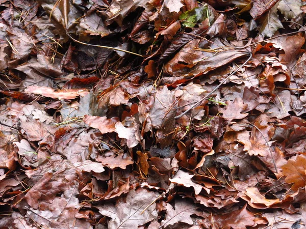 Daun Musim Gugur Basah Dari Dan Maple Tergeletak Tanah — Stok Foto