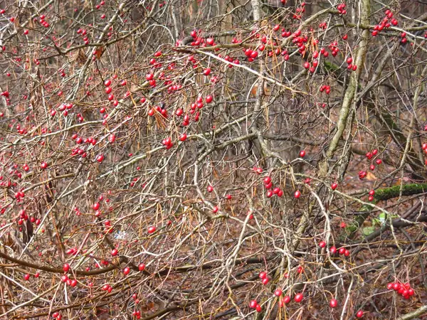 Baies Aubépine Rouge Sur Les Branches Automne Nues — Photo