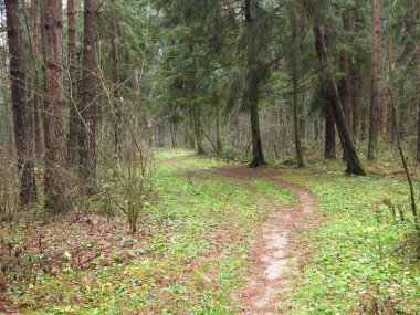 Soğuk bir sonbahar ormanında dökülen yapraklar ve nemli sisli havayla dolu bir patika.