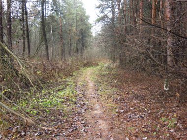 Soğuk bir sonbahar ormanında dökülen yapraklar ve nemli sisli havayla dolu bir patika.