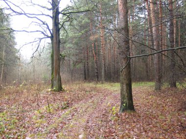 Soğuk bir sonbahar ormanında dökülen yapraklar ve nemli sisli havayla dolu bir patika.