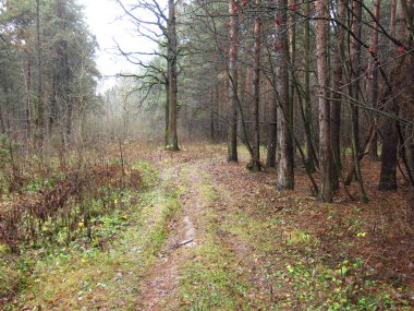Soğuk bir sonbahar ormanında dökülen yapraklar ve nemli sisli havayla dolu bir patika.