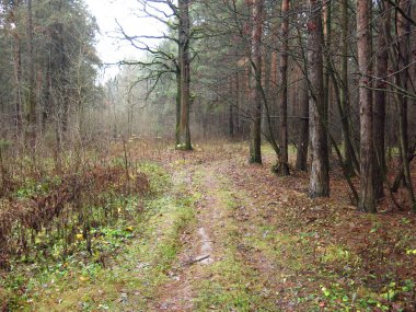 Soğuk bir sonbahar ormanında dökülen yapraklar ve nemli sisli havayla dolu bir patika.