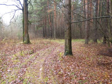 Soğuk bir sonbahar ormanında dökülen yapraklar ve nemli sisli havayla dolu bir patika.