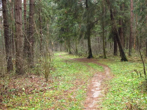 Sentier Dans Une Forêt Froide Automne Aux Feuilles Tombées Air — Photo