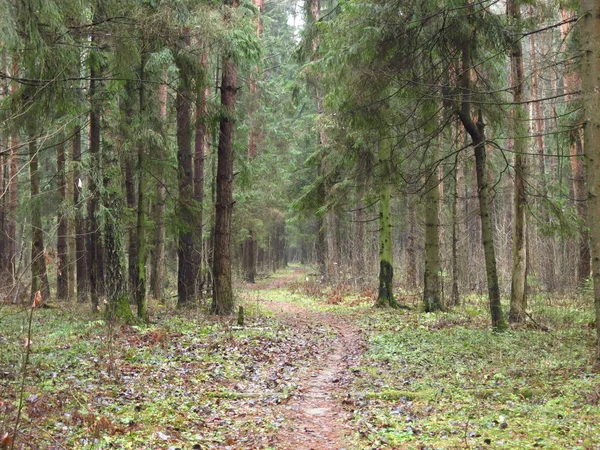 Ścieżka Zimnym Jesiennym Lesie Opadłymi Liśćmi Wilgotnym Mglistym Powietrzem — Zdjęcie stockowe