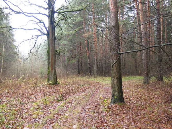 Camino Frío Bosque Otoñal Con Hojas Caídas Aire Húmedo Niebla —  Fotos de Stock