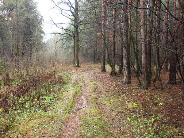 Ein Pfad Kalten Herbstwald Mit Abgefallenen Blättern Und Feuchter Nebliger — Stockfoto