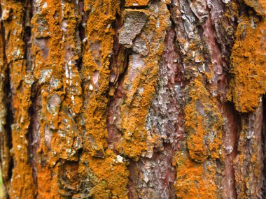 Sonbahar ağaçlarındaki pas gibi turuncu yosunlarla kaplı kabuk.
