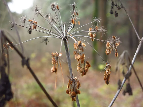 Száraz Növény Ősszel Ködös Nedves Erdő — Stock Fotó