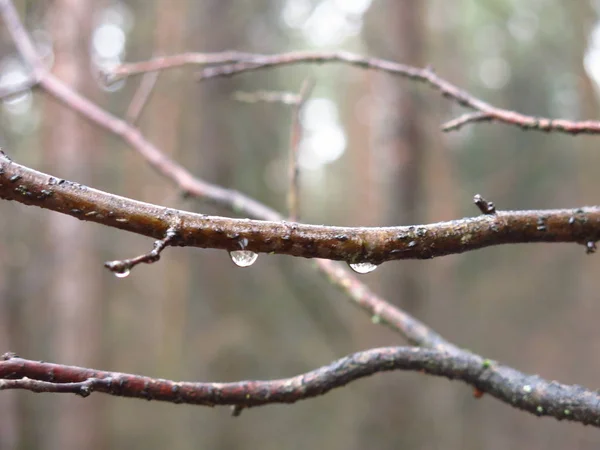 Gocce Acqua Sottili Rami Autunnali Nella Foresta — Foto Stock