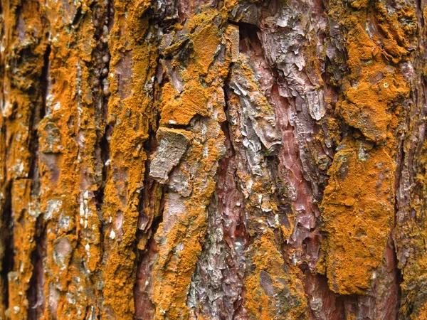 Bark Täckt Med Apelsinlichen Som Rost Höstträd — Stockfoto