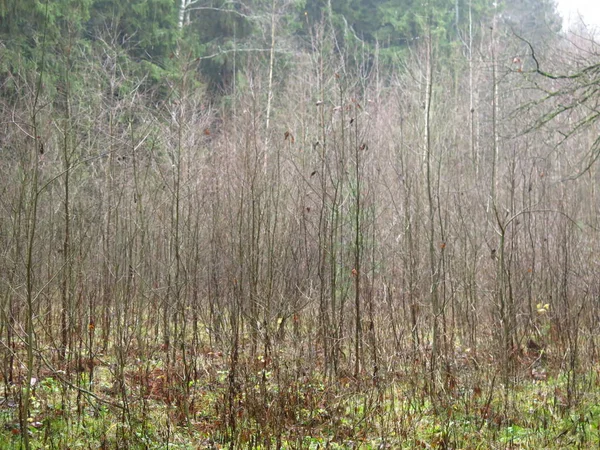 Arbuste Par Temps Brumeux Dans Forêt Automne — Photo