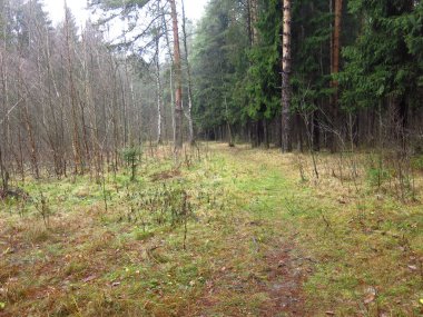 Rutubetli sonbahar ormanında bir patika