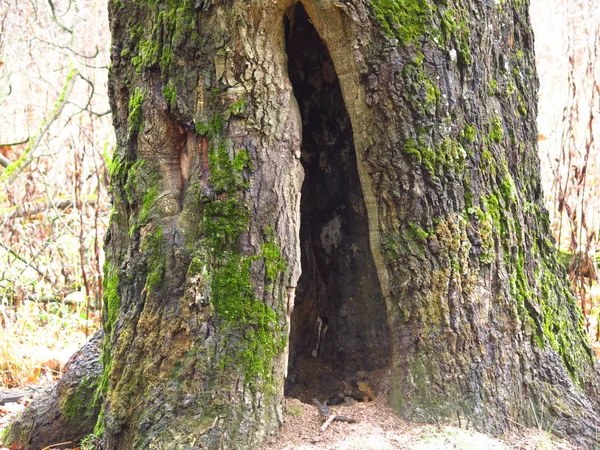 Grand Vieux Chêne Mousse Avec Une Énorme Crevasse Base — Photo