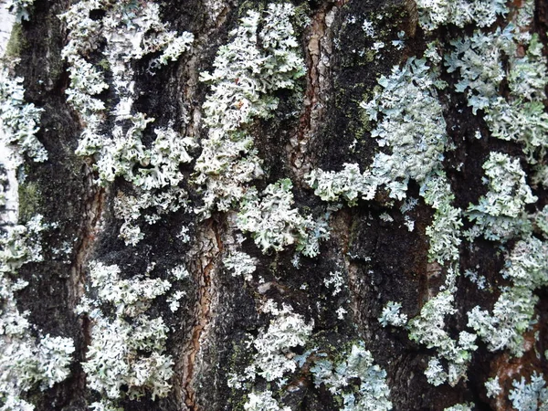 Lichen Blanc Sur Écorce Vieux Bouleau — Photo