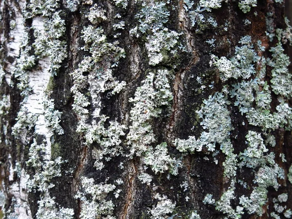 Eski Bir Huş Ağacının Kabuğunda Beyaz Liken — Stok fotoğraf