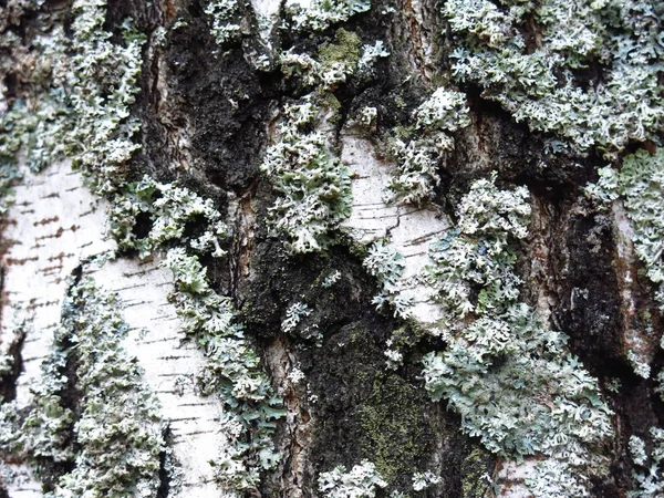 シラカバの樹皮に白い地衣類 — ストック写真