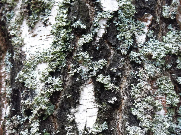 シラカバの樹皮に白い地衣類 — ストック写真