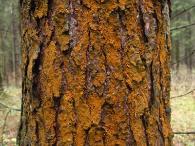rusty lichen on the trunk of an old tree