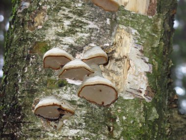 Sonbahar ormanlarındaki eski huş ağacında mantar yetişiyor.