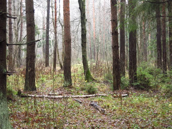 Une Forêt Brumeuse Humide Automne Avec Des Pins Des Bouleaux — Photo