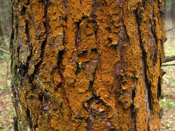 rusty lichen on the trunk of an old tree