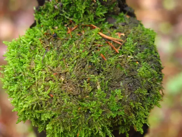 Musgo Crudo Verde Otoño Bosque Tronco Árbol — Foto de Stock