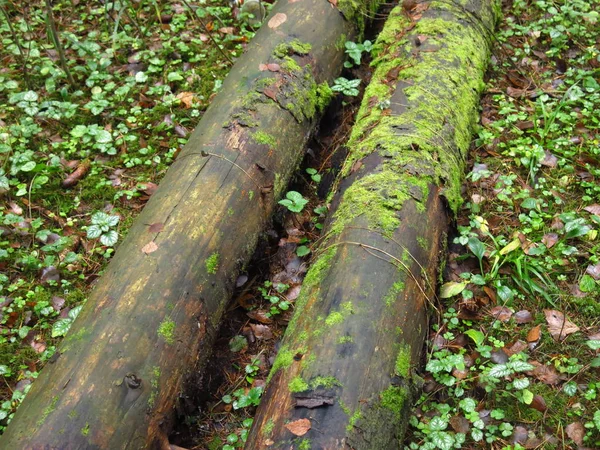 Dos Troncos Paralelos Mojados Bosque Otoño — Foto de Stock