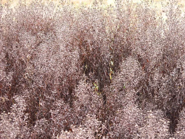 Herbe Sèche Automne Sous Forme Panicules Sur Fond Forêt — Photo