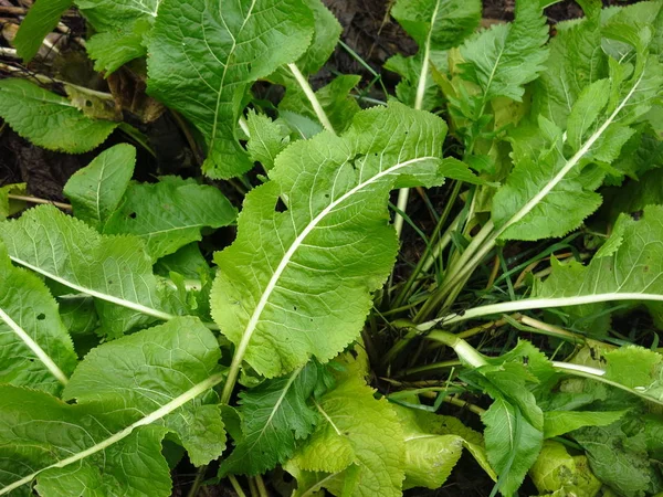 Bush Green Radish Autumn — Stock Photo, Image