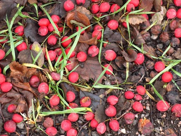 Baies Aubépine Rouge Sont Tombées Sol Automne — Photo