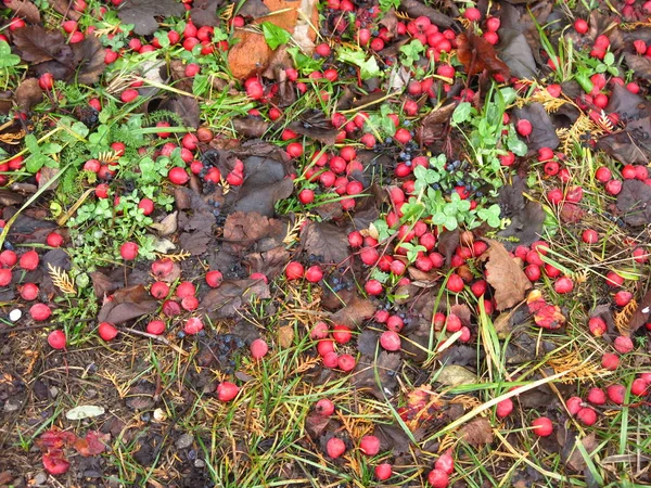 Kızıl Dikenli Böğürtlenler Sonbaharda Yere Düştü — Stok fotoğraf