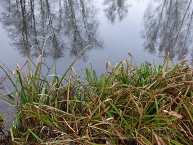 Sonbaharda göl kıyısı soğuk sudaki ağaçların yansımasıyla