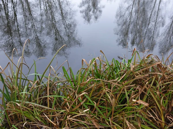 池の岸は冷たい水の中の木を反映して秋には — ストック写真