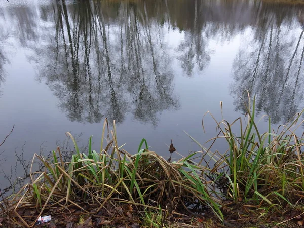 池の岸は冷たい水の中の木を反映して秋には — ストック写真